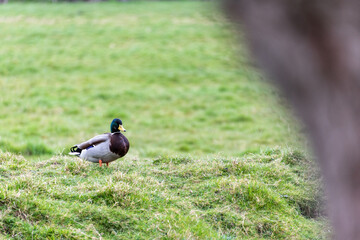 canard dans l'herbe