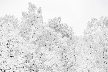 White snow on winter trees on winter day against cloudy sky. Snow-cowered trees winter landscape