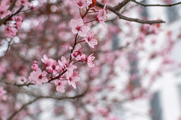 Spring is coming to the city