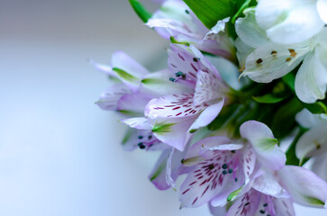 Beautiful spring flowers close-up on a light background