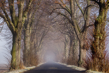 fog and mist in a autumn avenue