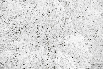 Beautiful winter snowy background. White snow on winter trees on winter day. Snow-cowered winter trees background