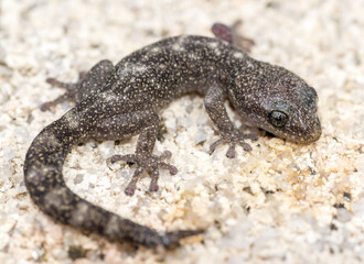 Tarantolino piccolo, Euleptes europaea, Rettile