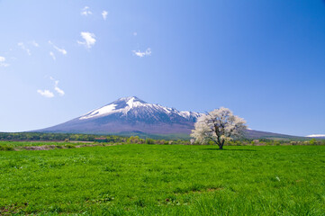 日本、岩手、八幡平、上坊牧野の一本桜