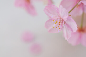 一輪の桜の花 背景に桜の花びら 左側にコピースペース 河津桜 春 日本