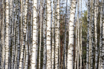 Branches of a silvery birch against a blue sky.