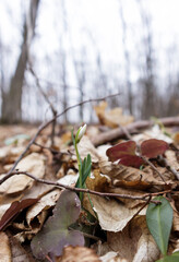 Galanthus nivalis In the forest in the wild in spring snowdrops bloom. Selective focus