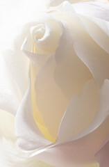 Obraz na płótnie Canvas High key yellow rose.