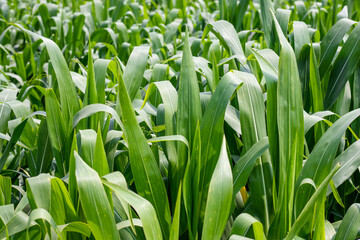 Full frame shot of wild corn leaves on the field