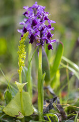 Anacamptis longicornu e Gennaria diphylla, orchidee spontanee