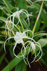 beach spider lily