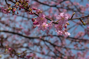 弥生　河津桜の満開