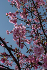 弥生　河津桜の満開