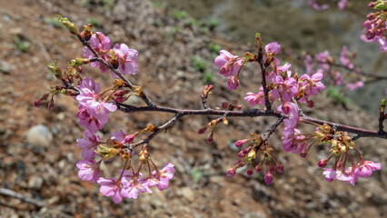 弥生　河津桜の満開