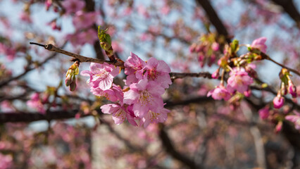 弥生　河津桜の満開