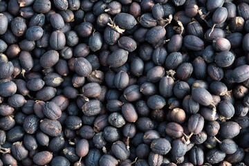 Drying coffee, natural dried coffee beans