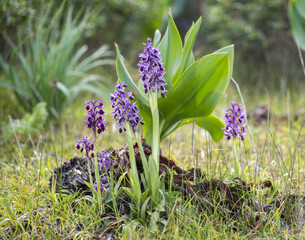 Anacamptis longicornu e Drimia maritima