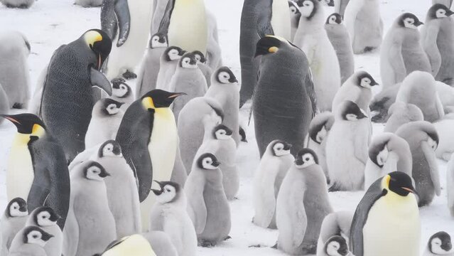 Emperor Penguins with chiks close up in Antarctica