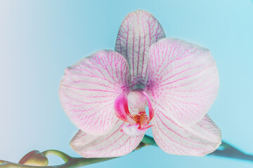Delicate pink and white orchid flower on a light blue background.