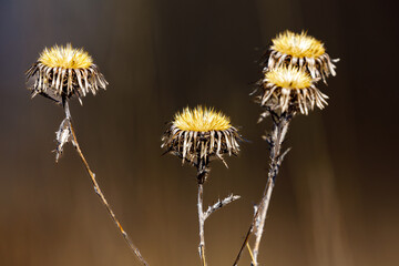 the heads of a sow thistle