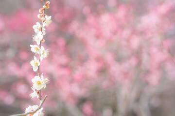 ピンクの背景と白梅