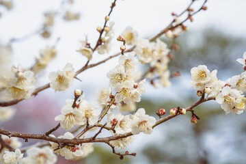 梅の花