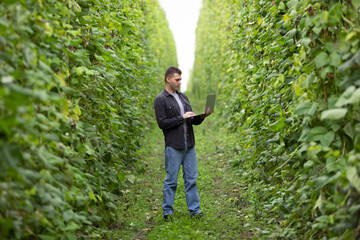 Naklejka na ściany i meble Male agronomist with laptop on a large green field. Agricultural industry