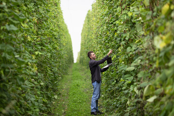 Naklejka na ściany i meble A farmer in a green field researches a green bean crop