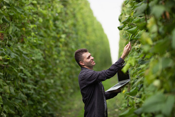 Naklejka na ściany i meble Good harvest of green beans. The agronomist inspects the crop