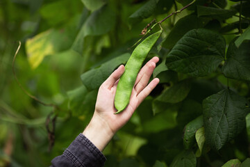 Man farmer hands holding green bean pod in hand. Agricultural concept