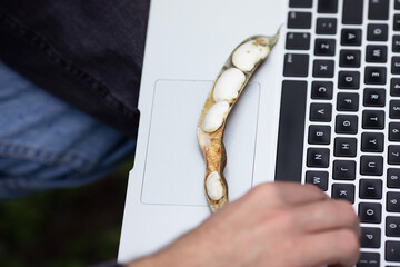 Dry green bean pod on notebook. An agronomist studies the crop