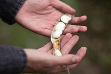 A man holds an open dry pod of green beans. Harvest time