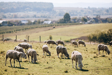 Naklejka na ściany i meble Flock of sheep on a pasture in the village. Sheep farm