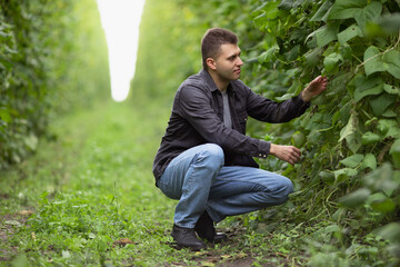 Naklejka na ściany i meble Farmer on a large green field. Growing green beans