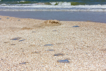 Dead jellyfish on the seashore. Jellyfish washed ashore.
