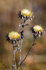 Obraz premium the heads of a sow thistle