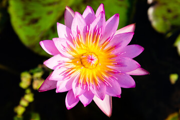 Pink Lotus Flower. Blooming water lily in a water garden.