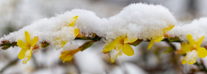 yellow flowers in spring, Winter jasmine in the snow.climate change image. abnormal temperature...