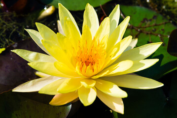 Yellow Lotus Flower Blooming water lily in a water garden
