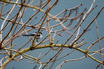 A long tailed tit on a branch