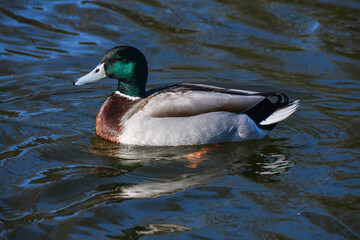 Canard Colvert