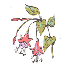 vector drawing color bell flowers, isolated floral element, hand drawn botanical illustration.