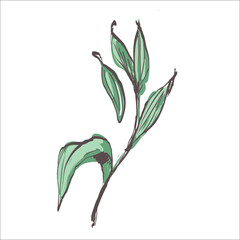 leaf sketch color doodle on the white background