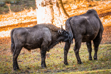 Wisent ähnlich wie Büffel in einem Nationalpark im bayerischen Wald an einem goldenen sonnigen...