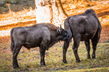 Wisent ähnlich wie Büffel in einem Nationalpark im bayerischen Wald an einem goldenen sonnigen Herbsttag, Deutschland