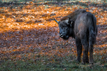 Wisent ähnlich wie Büffel in einem Nationalpark im bayerischen Wald an einem goldenen sonnigen Herbsttag, Deutschland