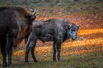 Wisent ähnlich wie Büffel in einem Nationalpark im bayerischen Wald an einem goldenen sonnigen Herbsttag, Deutschland