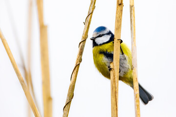 A blue tit in the reed