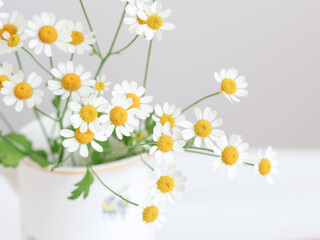 Close up of a lovely daisies in a jug