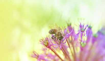 A honey bee on pink flowers collects pollen in soft light with shallow depth of field around the...